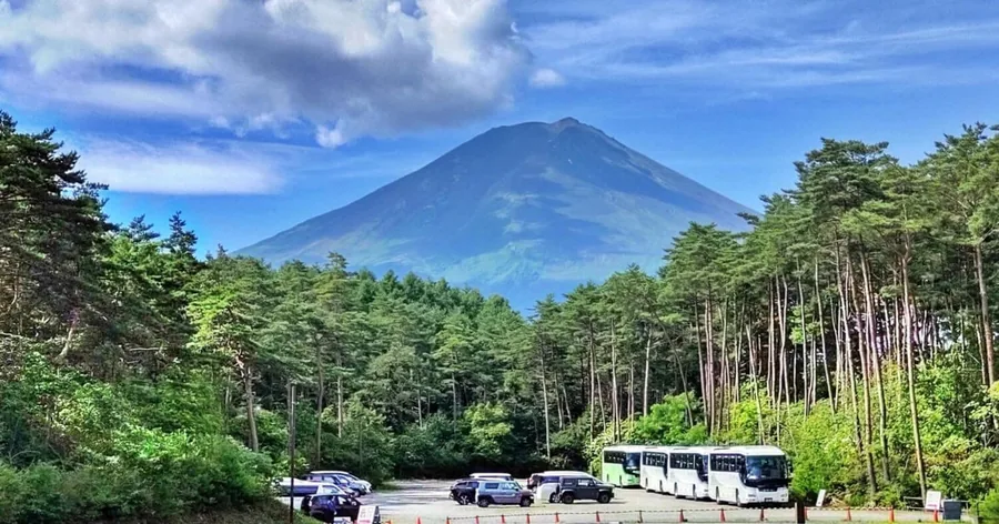 Der Fuji im Sommer ohne Schnee, über einem Kiefernwald und einem Parkplatz mit Reisebussen