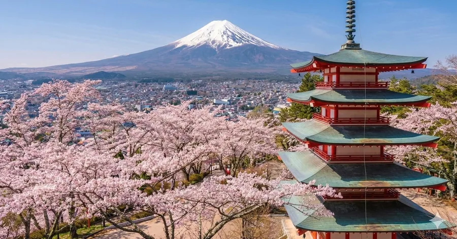 Die rote Chureito-Pagode zwischen rosa Kirschblüten, dahinter der schneebedeckte Fuji über der Stadt